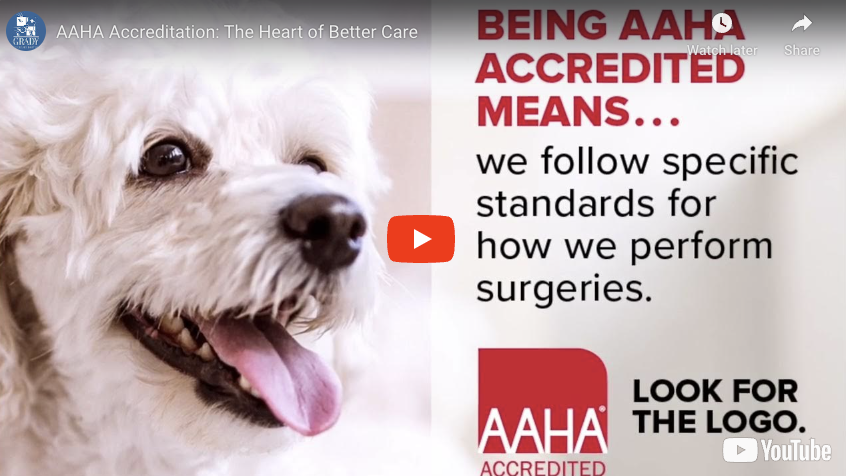AAHA Accreditation: The Heart of Better Care